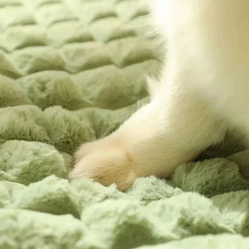 Orthopedic Pet Bed with Memory Foam